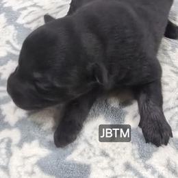 Jb5 - Black tri male Miniature Australian Shepherd puppy in Bend, Oregon from Badlands Toy and Mini Aussies