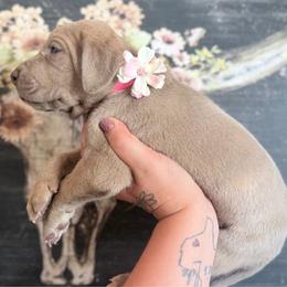 Fettacini - Silver female Great Dane puppy in Lehigh Acres, Florida from Florida Wrinkles