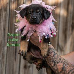 Green Collar Girl - Bi-color female German Shepherd puppy in Universal City, Texas from Jaxinhaus German Shepherds
