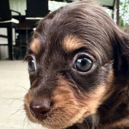 Dachshunds from Magnolia Kennels