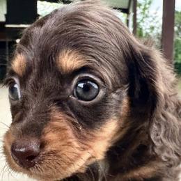 Dachshunds from Magnolia Kennels