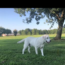 Riley - Labrador Retriever