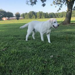 Riley - Labrador Retriever
