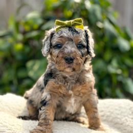 Topaz - Micro Bernedoodle 15-20lbs - Blue merle female Bernedoodle puppy in Pittsburgh, Pennsylvania from WestPenn Doodles LLC
