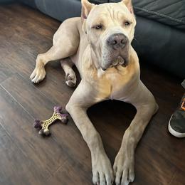 Cane Corso All Grown Up from Majestic Pride Cane Corso LLC