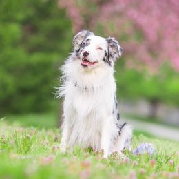 Border Collie All Grown Up from Eastwillow Border Collies