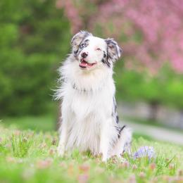 Border Collie All Grown Up from Eastwillow Border Collies
