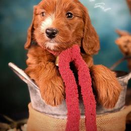 Bernedoodle, Goldendoodle, Golden Retriever, and Poodle Puppies from Red String Farmstead