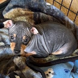 Turtle - Black tan and white female American Hairless Terrier puppy in Toto, Indiana from Toto Terriers