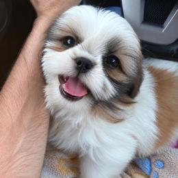 Lilly - Tricolor female Shih Tzu puppy in Gilbert, Arizona from 🌗 New Moon Shih Tzu 🌗