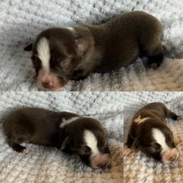 Red tri female - Red tri female Toy Australian Shepherd puppy in Brooker, Florida from Honey, I Shrunk the Aussies