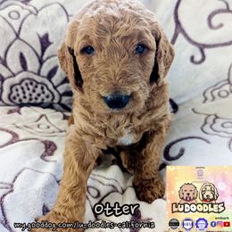 Otter - Apricot female Goldendoodle puppy in Santa Cruz, California from Lu Doodles