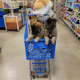 Belgian Tervuren Puppies from SoDak Belgians/ Protégé Belgians