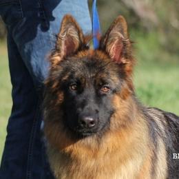 Raya - German Shepherd
