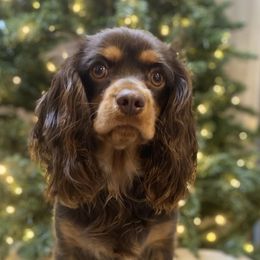 Henna - Cavalier King Charles Spaniel