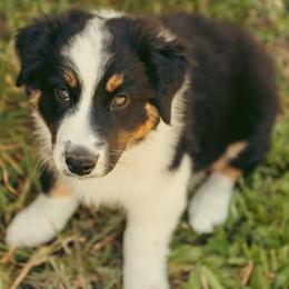 Luna - Black tri-color female Australian Shepherd puppy in Cotati, California from Tried and True Aussies