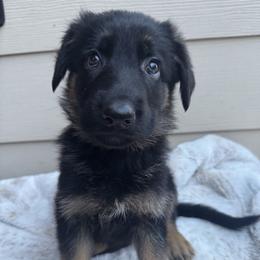 Umi - Black and red female German Shepherd puppy in Graham, Washington from Wildeflecken Shepherds