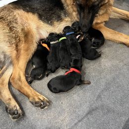 German Shepherd Puppies from Zwinger vom Schneider Wald