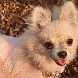 Zoey - Chihuahua