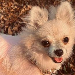 Zoey - Chihuahua