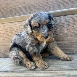 Freddie - Blue merle male Bernedoodle puppy in Springville, Utah from Oodles of Bernedoodles