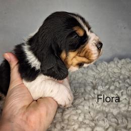 Flora - Black brown and white female Basset Hound puppy in Mack's Creek, Missouri from Mack's Creek Basset Hounds