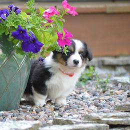 Pembroke Welsh Corgi Puppies from C&G Corgis