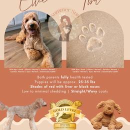 Goldendoodle puppies from Summer Sun Doodles