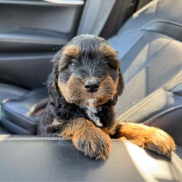 Aiden 2,300 - Phantom male Bernedoodle puppy in Wamego, Kansas from Doodles of Oz