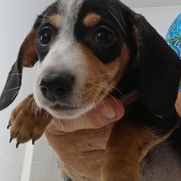 Miss Angelina - Black and tan female Dachshund puppy in Pahrump, Nevada from Heaven Sent Doxies