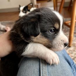 DeLorean - Black and white female Cardigan Welsh Corgi puppy in Lebanon, Pennsylvania from Long Acre Farm