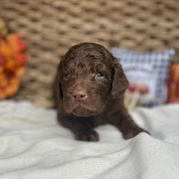 Charlie - Chocolate male Goldendoodle puppy in Willacoochee, Georgia from Kitandkboodle's Doodles