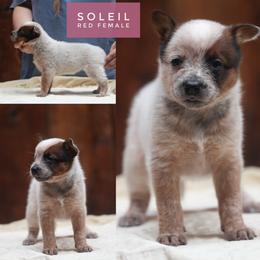 Soleil - Red speckled female Australian Cattle Dog puppy in Gatlinburg, Tennessee from Greenbrier