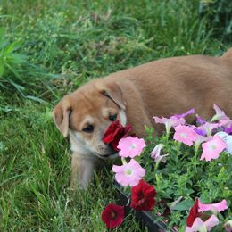 Carolina Dog Puppies from Williams Sweet Carolina