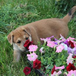 Carolina Dog Puppies from Williams Sweet Carolina