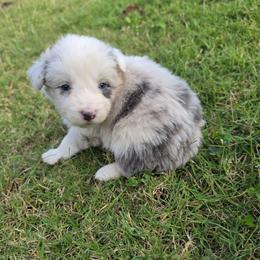 Lily - Slate merle female Border Collie puppy in Ripley, Oklahoma from Adventure5 Border Collies