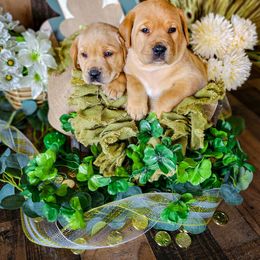 Labrador Retriever Puppies from Prince Labradors