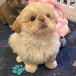 Kodiak - Cream and white male Shih Tzu puppy in Galveston, Texas from 🌗 New Moon Shih Tzu 🌗