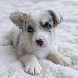 AKC - Quad Clear Merle - Boy 2 - Blue merle and white male Cardigan Welsh Corgi puppy in Tombstone, Arizona from WeVolution Off-Grid