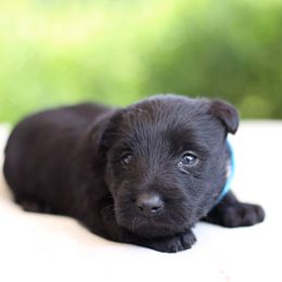 Murdock - Black male Scottish Terrier puppy in Mount Joy, Pennsylvania from K&M Kennel
