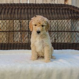 Bernedoodle and Goldendoodle Puppies from Delta Doodles and Poodles
