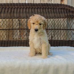 Bernedoodle and Goldendoodle Puppies from Delta Doodles and Poodles