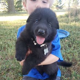 Rune. (White) - Black seal German Shepherd puppy in Mccool Junction, Nebraska from Sininger Lagoon