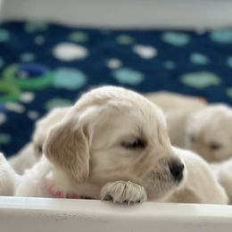 Golden Retriever Puppies from Wine Country Goldens