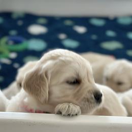 Golden Retriever Puppies from Wine Country Goldens