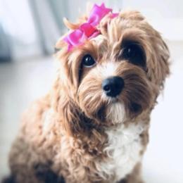 Cavapoos from Cavapoos of the Carolinas
