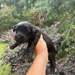 Ally - Black female Yorkipoo puppy in Henderson, North Carolina from Dorans Danes and Doodles
