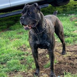 Cane Corso from Off The Chain