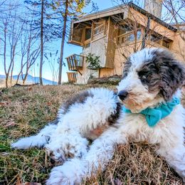 Double Doodle Puppies from Breedlove Mtn Doodles