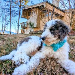 Double Doodle Puppies from Breedlove Mtn Doodles